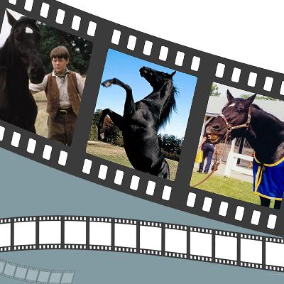 Black Beauty - More Horse. More Heart. More Hurt.