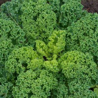 Growing Mustard Greens from Seeds Made Easy: How to Plant and Grow Mustard Greens Using Bloom Ranch of Acton's Tips