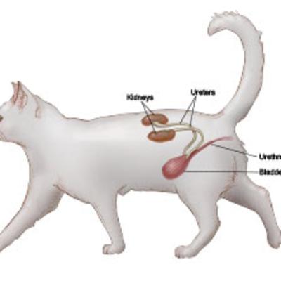 Everything you need to know about kidney failure in cats
