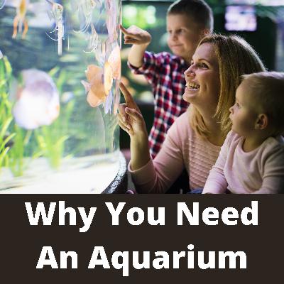 why one should have an aquarium ?