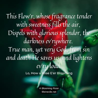 A Blooming Rose