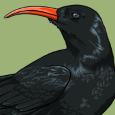 A Celtic Corvid