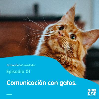 ¿Cómo te habla tu mejor amigo?
