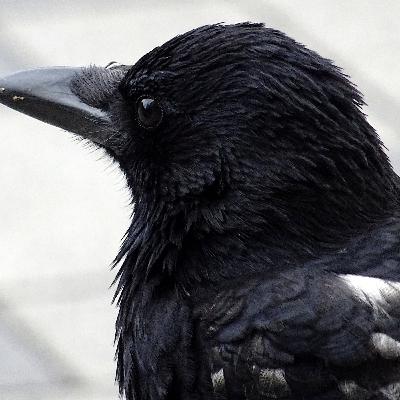 Crows - Part I - Everything We Know