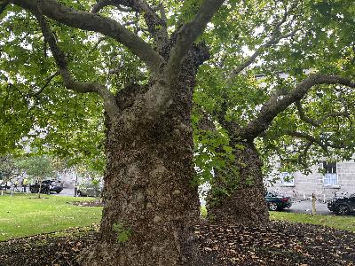 Conversation with Thom Stewart