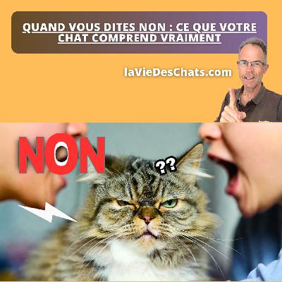DIRE "NON" À SON CHAT … MAIS QU'EST-CE QU'IL COMPREND VRAIMENT ? DIRE "NON" À SON CHAT … MAIS QU'EST-CE QU'IL COMPREND VRAIMENT ?