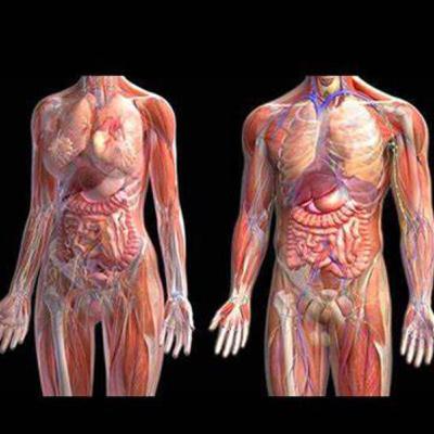 Anatomía y Fisiología Humana  (Trailer)