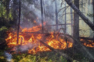 ONU alerta para custos invisíveis dos incêndios florestais em 2025
