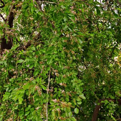 #3 - Karanj Tree / Pongamia pinnata