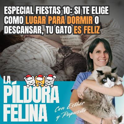 588. Especial fiestas 10: Si te elige como LUGAR PARA DORMIR o descansar, tu gato ES FELIZ 588. Especial fiestas 10: Si te elige como LUGAR PARA DORMIR o descansar, tu gato ES FELIZ