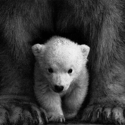 025: El Oso Blanco 025: El Oso Blanco