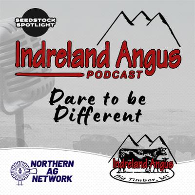 Seedstock Spotlight with Indreland Angus - Dare to be Different