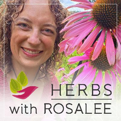 Benefits of Elecampane Root + Elecampane Herbal Bitters Recipe