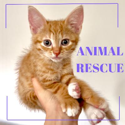 Animal Rescue: Rescue Covering All Costs For Fostering