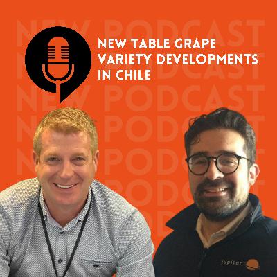 Ep.13- New table grape variety developments in Chile Ep.13- New table grape variety developments in Chile