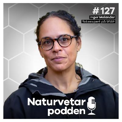 #127 Inger Melander – hajp eller verklig brist på ansjovis?