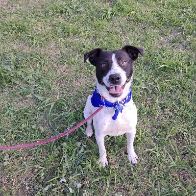 Home A Hound: Introducing Boxer