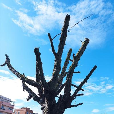 Follia capitozzatura. Rispettiamo gli alberi. Con Carlo Mascioli