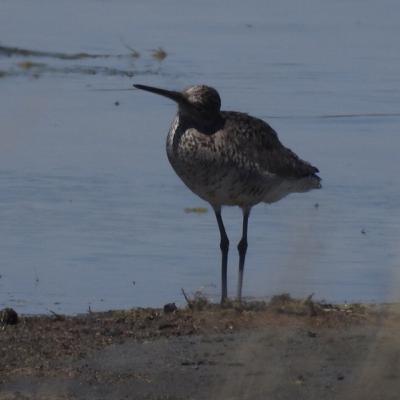 Species of Least Concern Episode 1 “Frogs and Bobolinks”