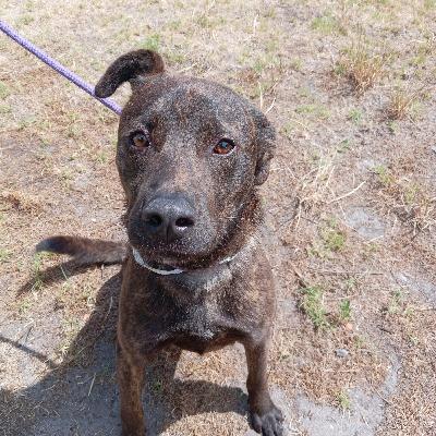 Home A Hound: Introducing Jona Home A Hound: Introducing Jona