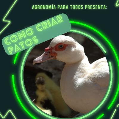 Para criar patos debemos......