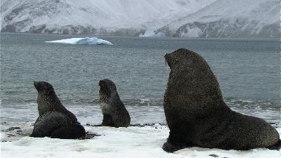 Soaked penguins & breeding seals