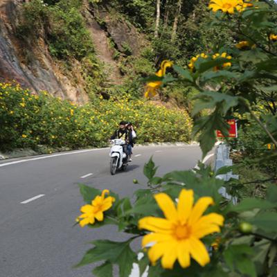 Chuyện hôm nay: Dã quỳ ở Ba Vì