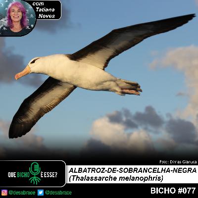 Bicho #077: albatroz-de-sobrancelha-negra (Thalassarche melanophris)