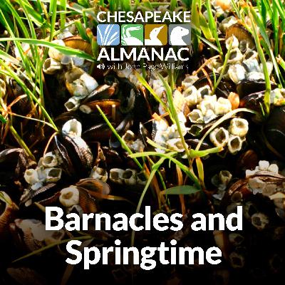 March: Barnacles and Springtime