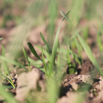 Микроэлементы сегодня: новые составы — не роскошь, а необходимость