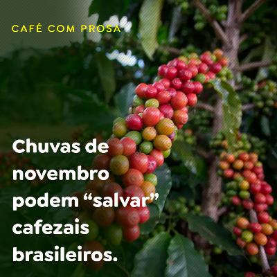 Chuvas de novembro podem “salvar” cafezais brasileiros. Chuvas de novembro podem “salvar” cafezais brasileiros.