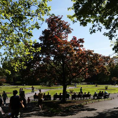 The man responsible for Dublin’s trees The man responsible for Dublin’s trees