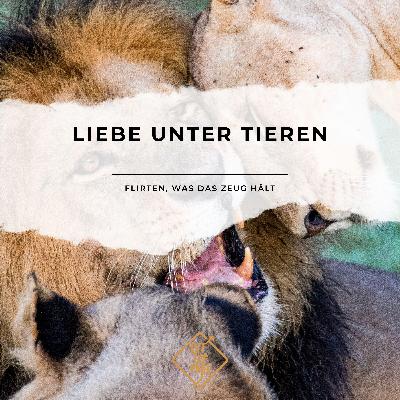 Liebe unter Tieren – Flirten, was das Zeug hält