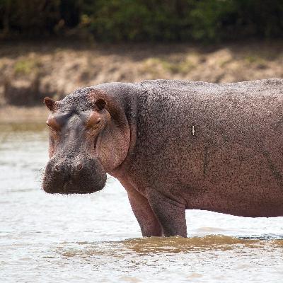 Eric and the Hippo Eric and the Hippo