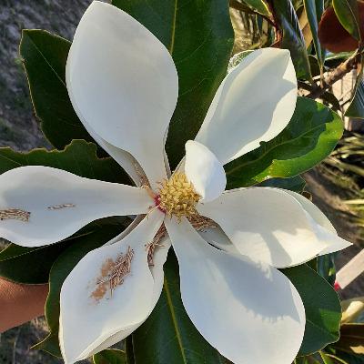 Meditacion de gratitud Meditacion de gratitud