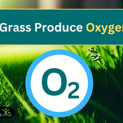 Does Grass Produce Oxygen? (And VS Trees?) Does Grass Produce Oxygen? (And VS Trees?)