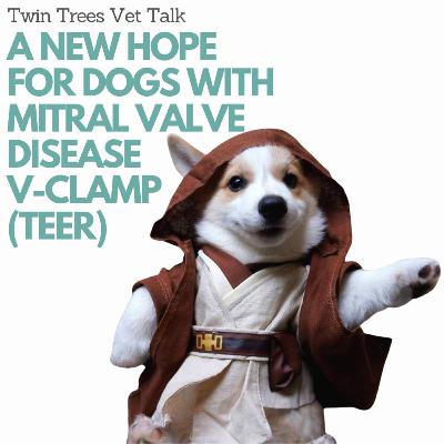 A New Hope For Dogs With Mitral Valve Disease (MVD): TEER V-Clamp | Twin Trees Vet Talk (PODCAST)