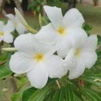 Deus Pai e Jesus nosso mestre e irmão