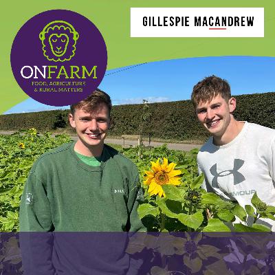Balgone Estate: sunflowers, pumpkins and more