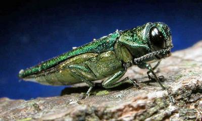Insect update; Prescribing fire for ecosystem health; Visit Cedarburg Bog, the largest wetland in southern Wisconsin Insect update; Prescribing fire for ecosystem health; Visit Cedarburg Bog, the largest wetland in southern Wisconsin