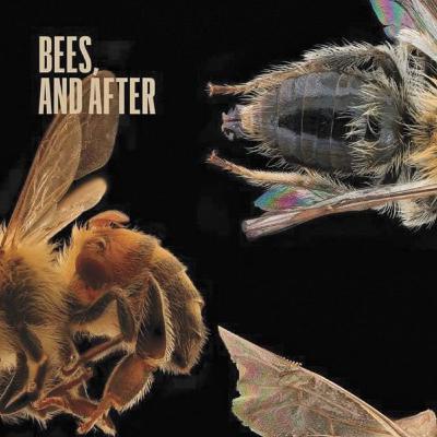 Bees, and After by John Liles