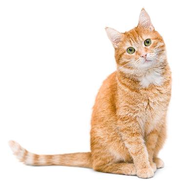 猫不跳,就别逼它——有些事,得看它自己愿不愿意 cat 猫不跳,就别逼它——有些事,得看它自己愿不愿意 cat
