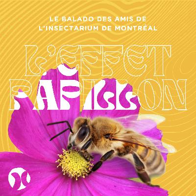 5. Quand les abeilles s'invitent en ville (avec Polliflora) 🐝🍯