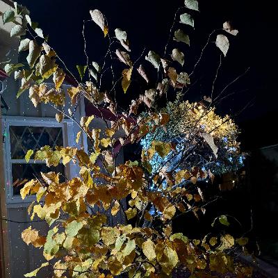 Episode 26 - Advent Day 26- A Holy Star…