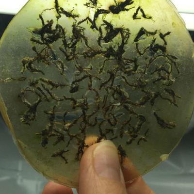 Weaponizing Biology: The New Frontline Weaponizing Biology: The New Frontline