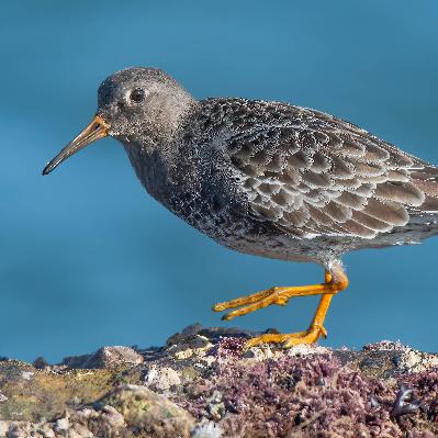 Meerstrandläufer