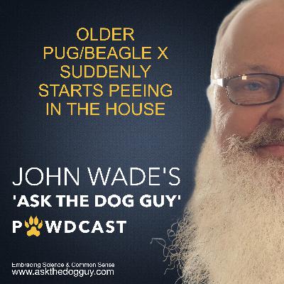 10 Year Old Dog (Pug/Beagle X) Suddenly Starts Peeing In The House 10 Year Old Dog (Pug/Beagle X) Suddenly Starts Peeing In The House