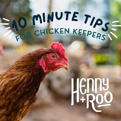 Introduction to Henny+Roo, and 6 things we wish we had known before getting chickens