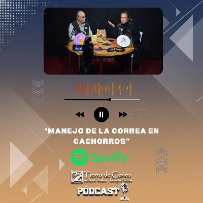 "Manejo de la correa en cachorros"