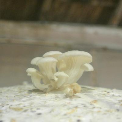 Calibración y proceso de toma de microdosis